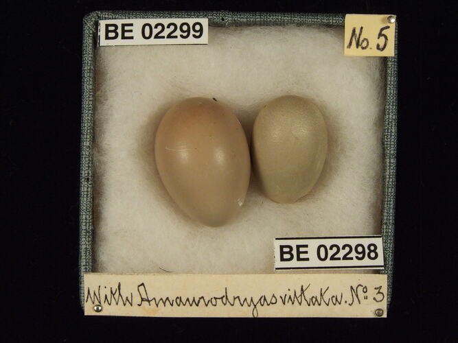 Two bird eggs with specimen labels in box.
