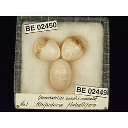 <em>Chrysococcyx basalis</em>