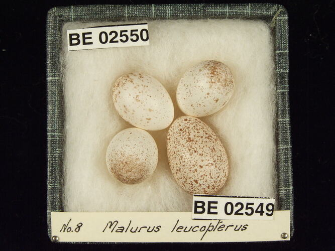 Four bird eggs with specimen labels in box.