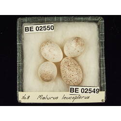 <em>Chalcites basalis</em> (Horsfield, 1821)