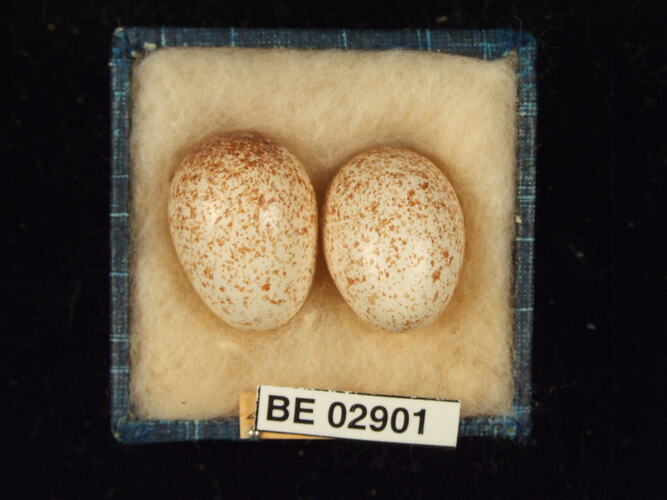 Two bird eggs with specimen label in box.