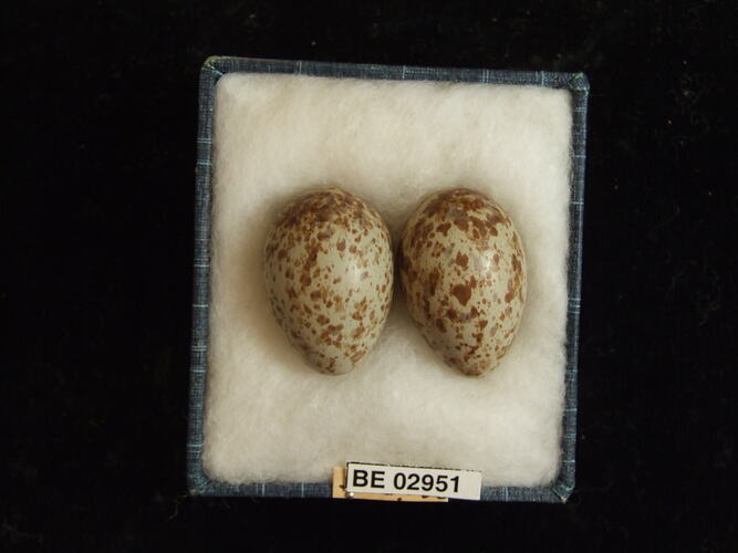 Two bird eggs with specimen label in box.