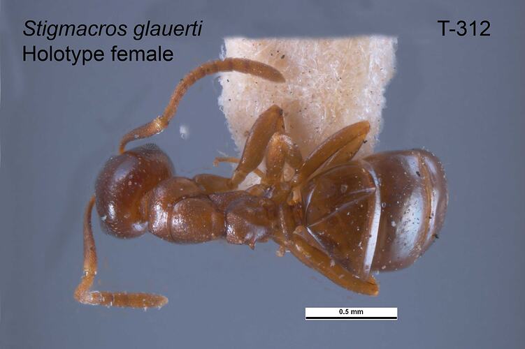 Ant specimen, female, dorsal view.