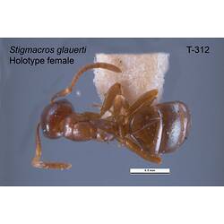 Ant specimen, female, dorsal view.