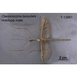 Stick Insect specimen, male, ventral view.