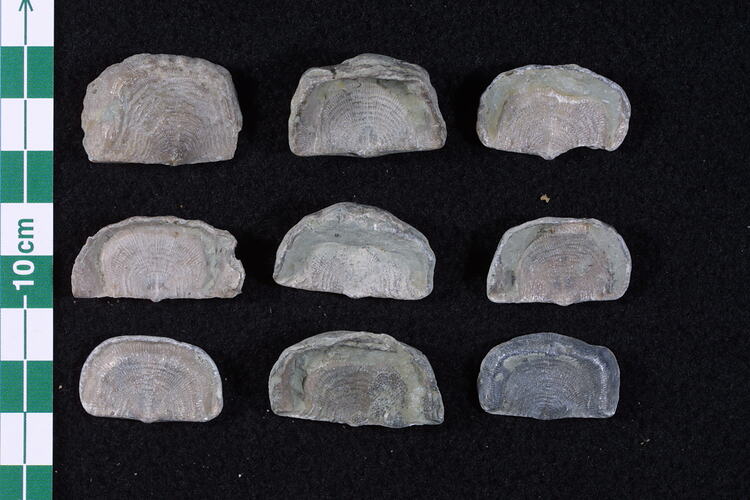 Nine brachiopod fossils beside scale bar.