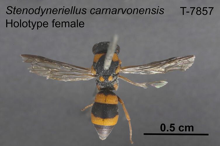 Wasp specimen, male, dorsal view.