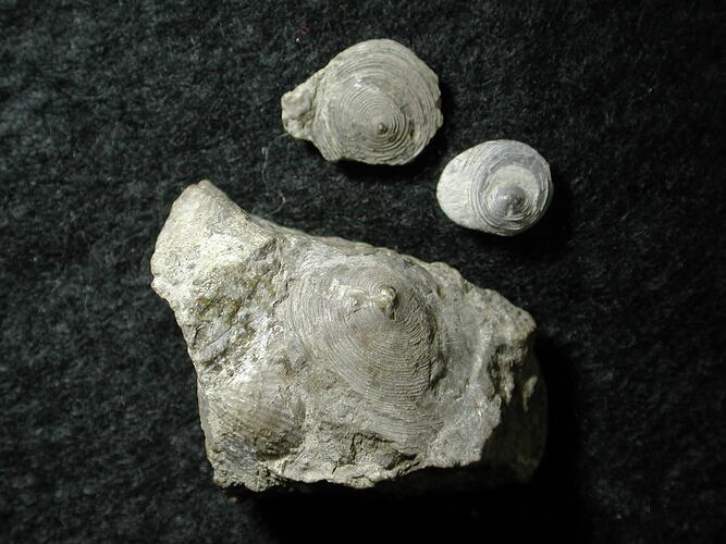 Three brachipod fossils.