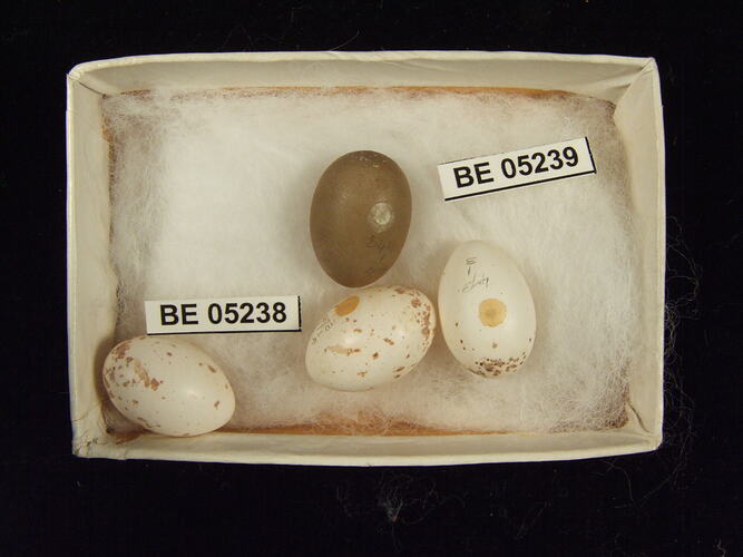 Four bird eggs with specimen labels in box.