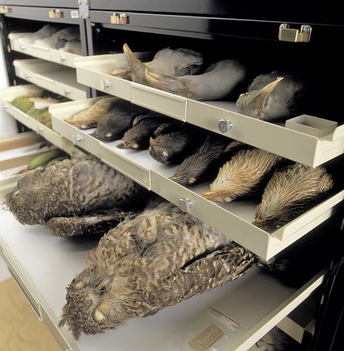Close up of metal cabinet with three drawers containg bird skins partially open.