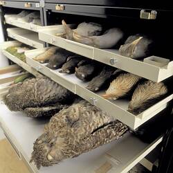 Archives - Museums Victoria Archives Finding Aid - HL White Ornithology Collection Physical Records (1893-2000)