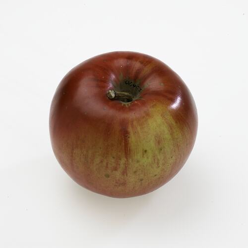 Wax model - Stewarts apple