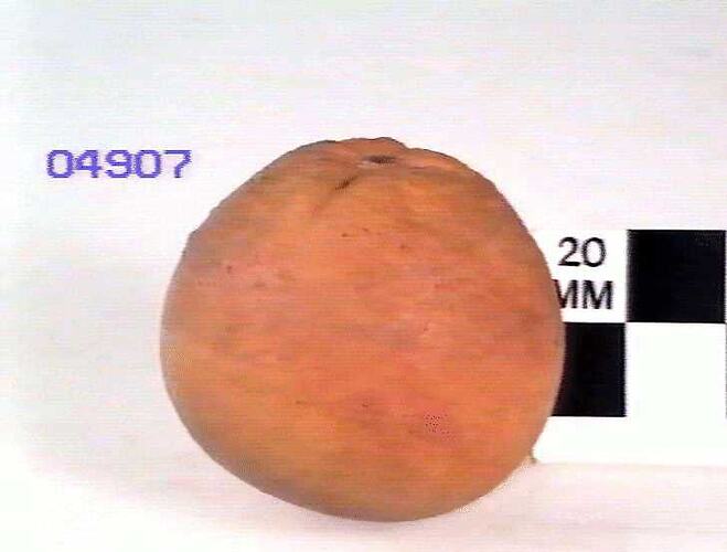 Orange Model - Bahia, Victoria, 1876