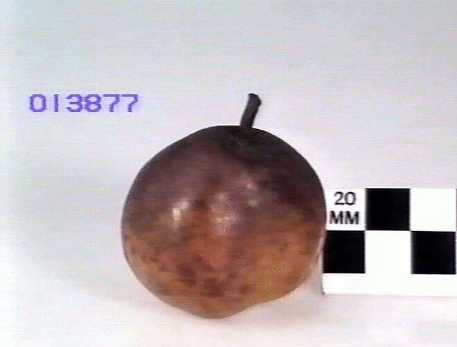 Pear Model Beurre Diel, Sunbury, Victoria, 1875