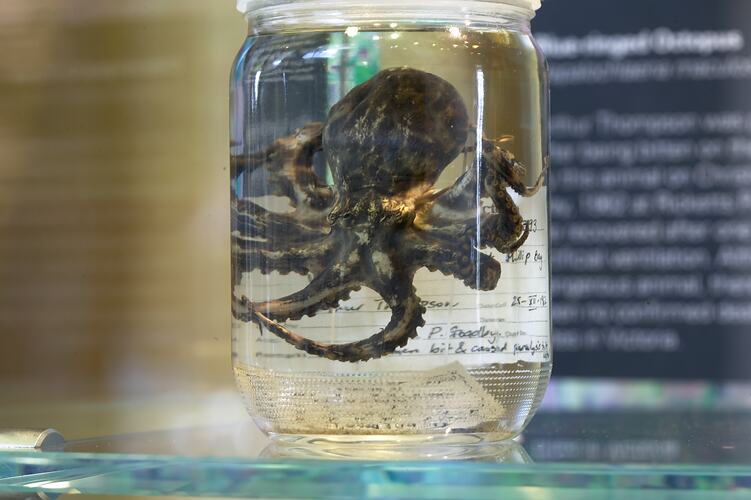 Octopus specimen in glass jar of ethanol.