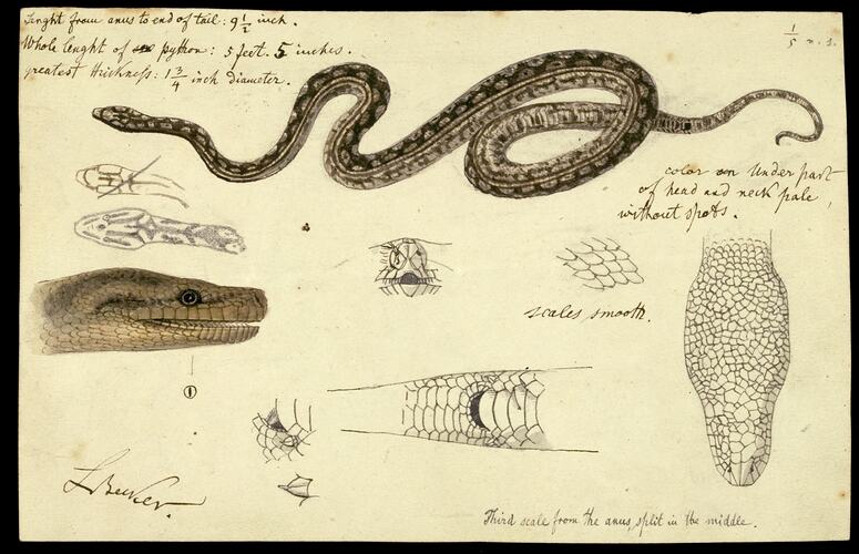 Carpet Snake, Morelia spilota variegata. Drawing.