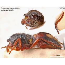 Wasp specimen, lateral view.