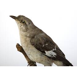 <em>Mimus polyglottos polyglottos</em>, Northern Mockingbird, mount.  Registration no. 34113.