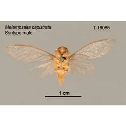 Cicada specimen, male, ventral view.