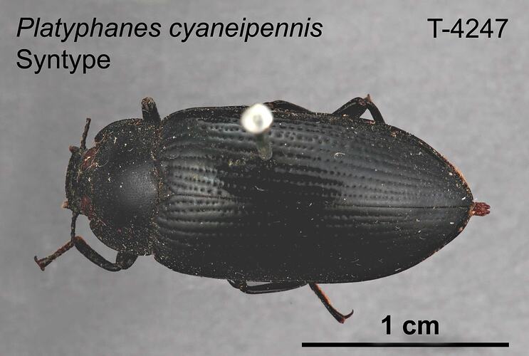 Beetle specimen, dorsal view.