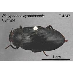 Beetle specimen, dorsal view.