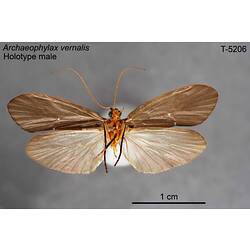 Caddisfly specimen, male, ventral view.