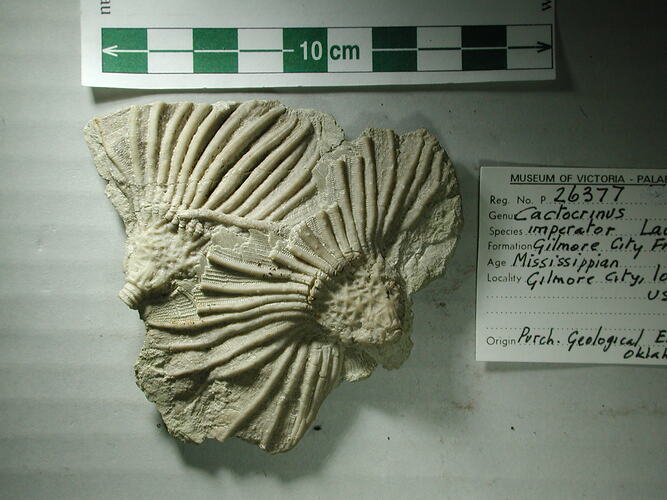 Two fossilised sea lillies.