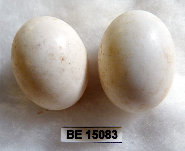 Two bird eggs with specimen label.
