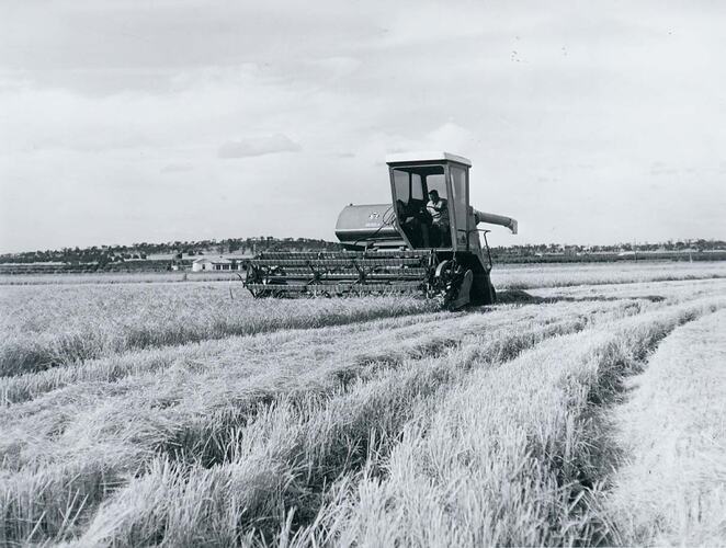 Man driving a harvester in rice field on rice tracks.