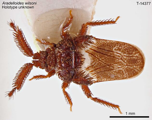 Bug specimen, dorsal view.