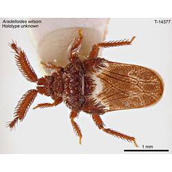 Bug specimen, dorsal view.