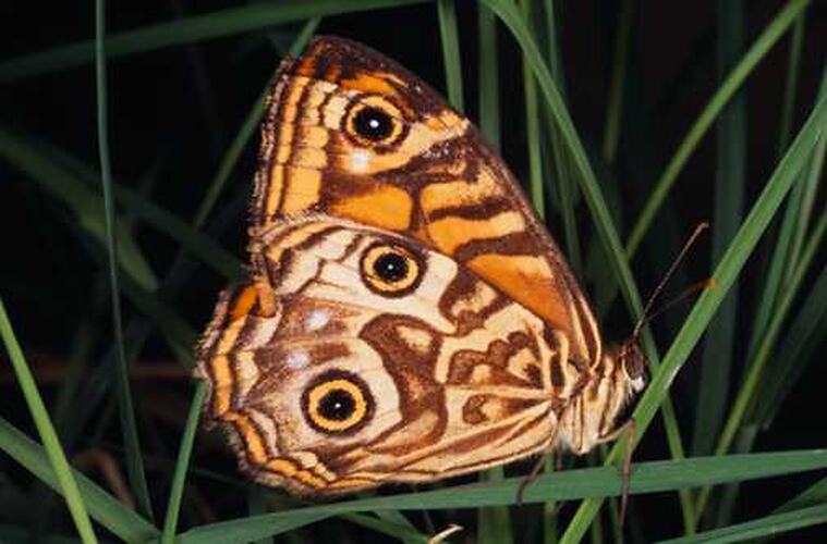 A Ringed Xenica butterfly on grass, showing the underside of the wings.
