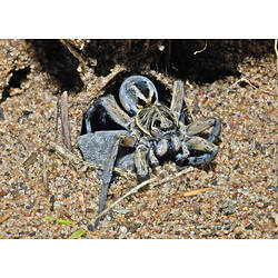A Wolf Spider in the entrance to its burrow.