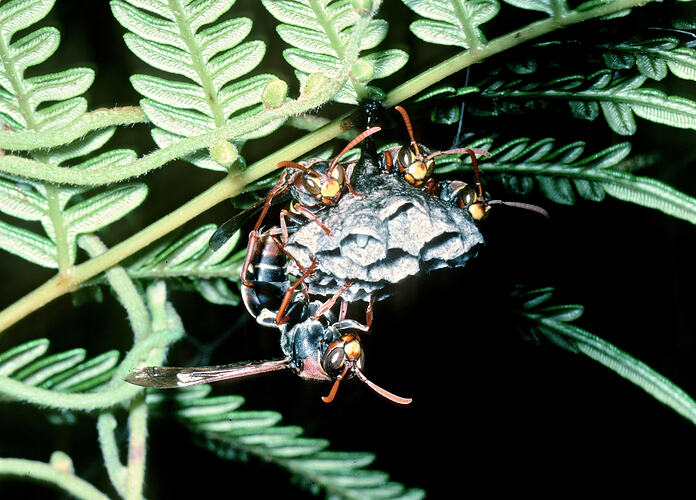 Several Common Paperwasps around a nest.