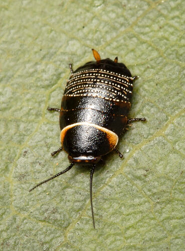 A Native Cockroach on a green leaf.