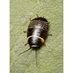 A Native Cockroach on a green leaf.