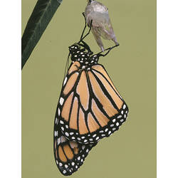 A Wanderer butterfly emerged from its cocoon.