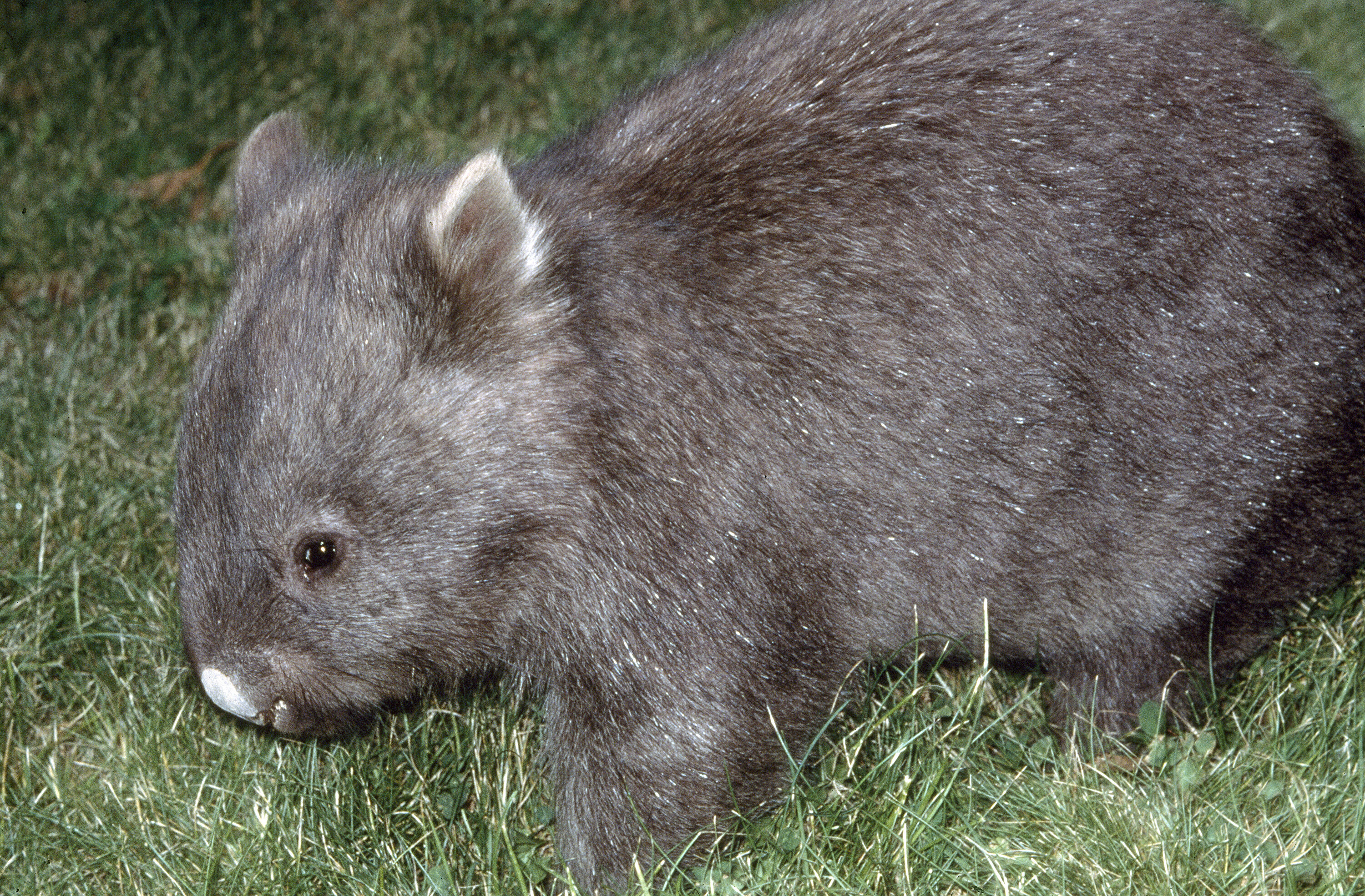 Vombatus Ursinus Common Wombat