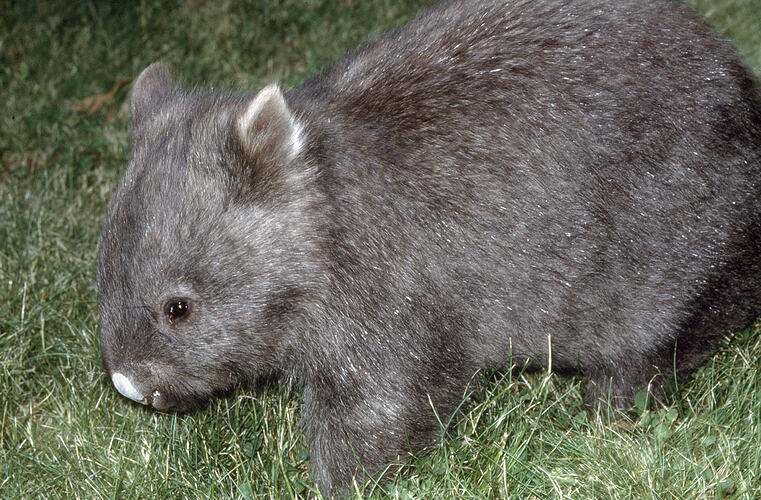 A young Common Wombat on grass.
