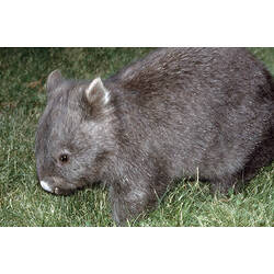 A young Common Wombat on grass.