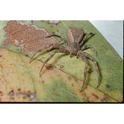 A Crab Spider on a green leaf.