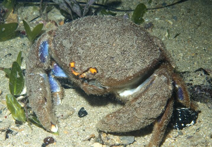 Bristled Sponge Crab without a cmouflaging sponge