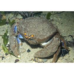 <em>Austrodromidia octodentata</em> (Haswell, 1882), Bristled Sponge-crab