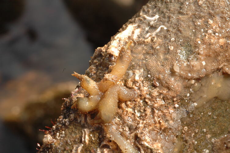 Hairy Stalked Barnacle, on a rocky shore.