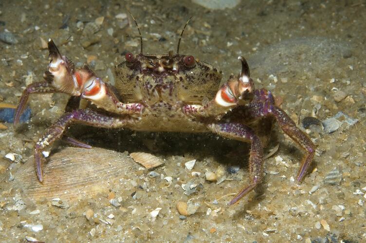 Velvet Crab, claws raised, on sand.