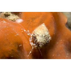 Clarrie's Hermit Crab on an orange sponge.