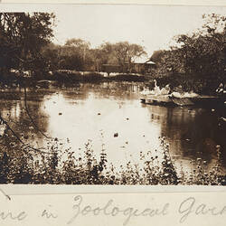 Photograph - 'Scene in Zoological Gardens', Giza, Egypt, Private John Lord, World War I, circa 1915