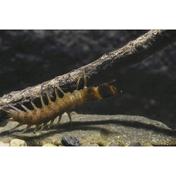 A Dobsonfly larva, under the water, crawling up a submerged stick.