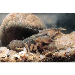 Burrowing Crayfish in front of rock.