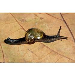 A dark-coloured snail (a Semi-slug) on a leaf.